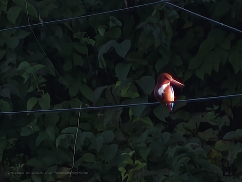 White-throated Kingfisher