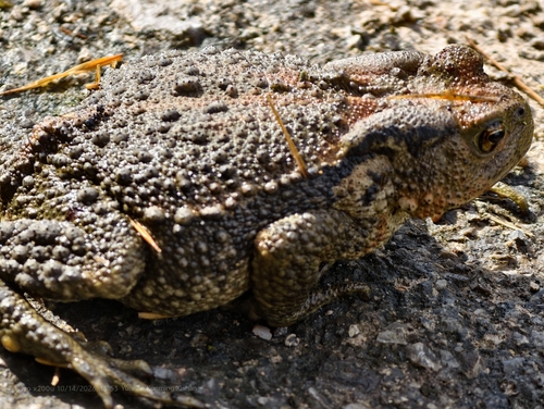 Asiatic Toad