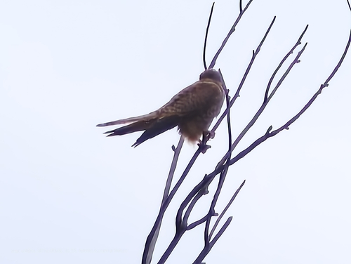 Eurasian Kestrel