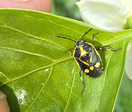 Cabbage Bug