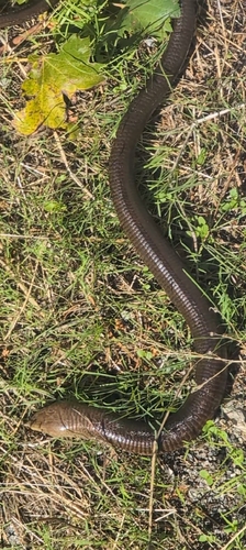 European Glass Lizard