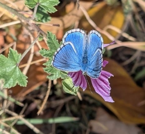 Adonis Blue