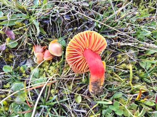 Splendid Waxcap