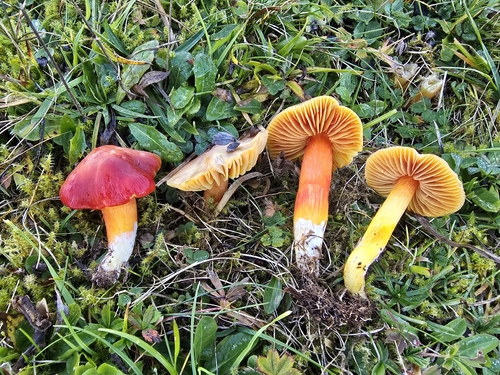 Crimson Waxcap