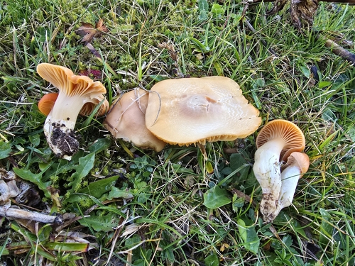 Meadow Waxcap