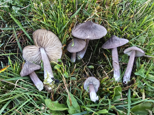 lilac pinkgill