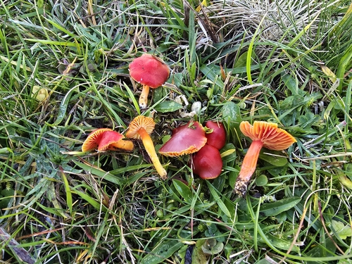 Scarlet Waxy Cap