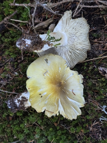 Tricholoma arvernense