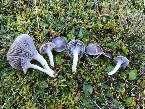 Grey Waxcap