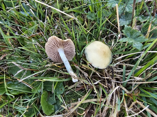 Peppery Roundhead