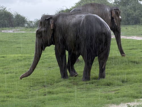 Sri Lankan Elephant