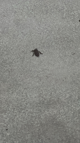 Lethocerinae