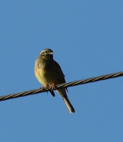 Cirl Bunting