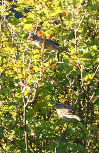 House Sparrow