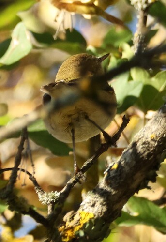 Common Chiffchaff