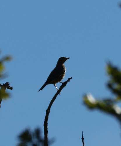 Mistle Thrush