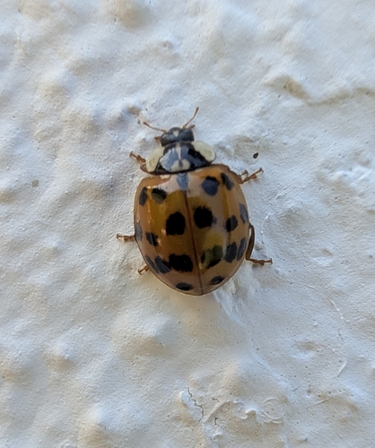 Asian Lady Beetle