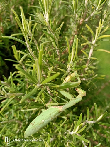 Transcaucasian Giant Mantis