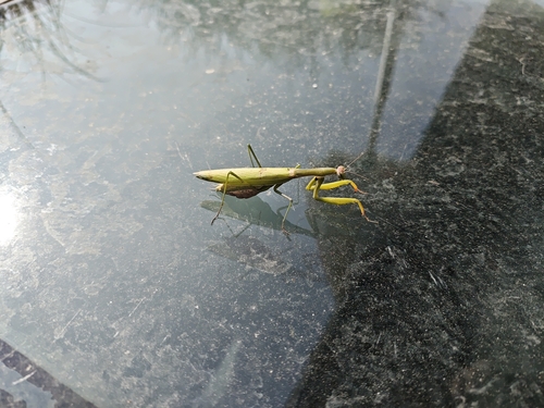 European Mantis