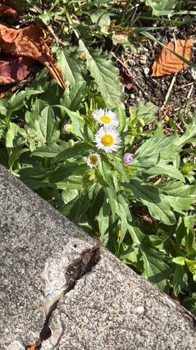 annual fleabane