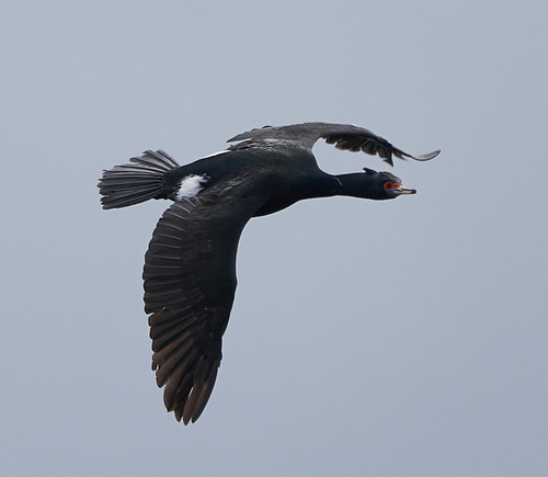 Red-faced Cormorant