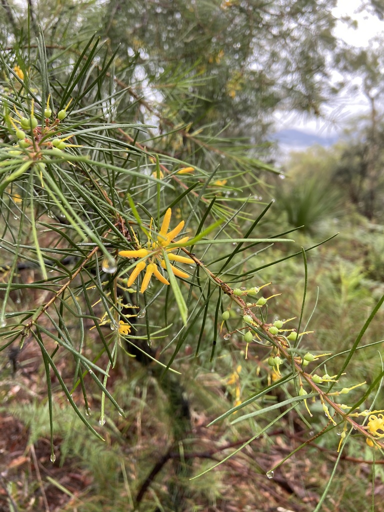 Narrow-leaf Geebung from Kiparra Park, Dangar Island, NSW, AU on May 26 ...