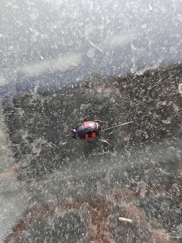 Hister quadrimaculatus