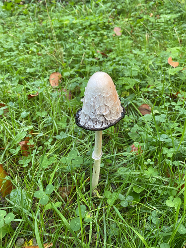 Shaggy Mane