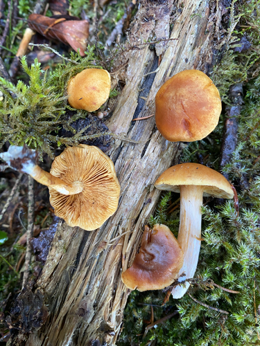 Common Rustgill