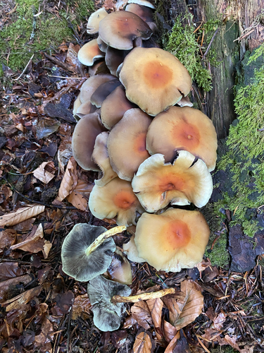 Sulphur Tuft