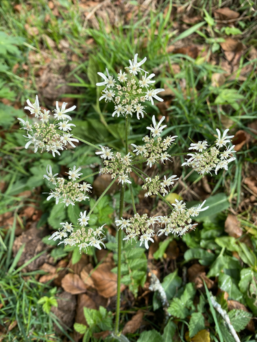 hogweed