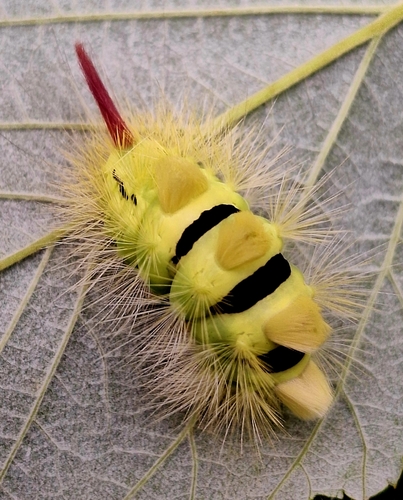 Pale Tussock Moth