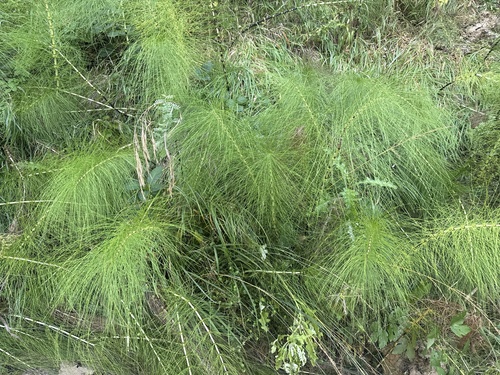 great horsetail