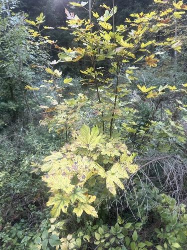 sycamore maple