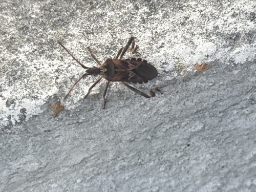 Western Conifer Seed Bug