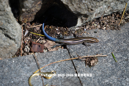 Shanghai Elegant Skink