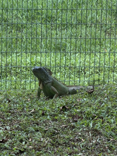 Green Iguana