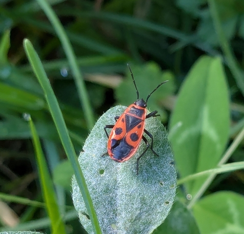 European Firebug