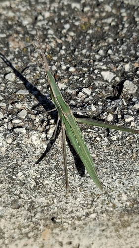 Mediterranean Slant-faced Grasshopper
