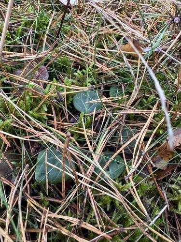 green-flowered wintergreen