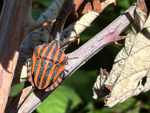 Continental Striped Shield Bug