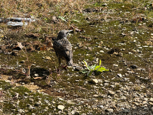 European Starling