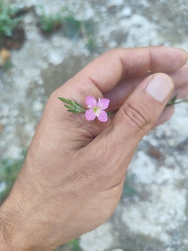 rose evening primrose