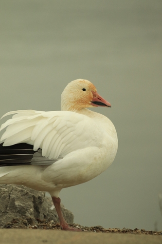 Snow Goose