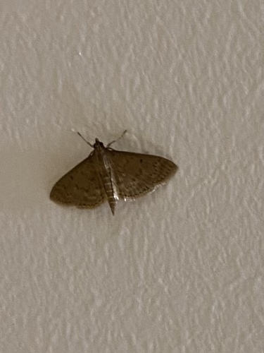 Grass Webworm Moth