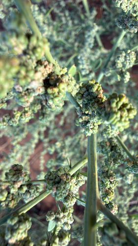 Mealy Goosefoot