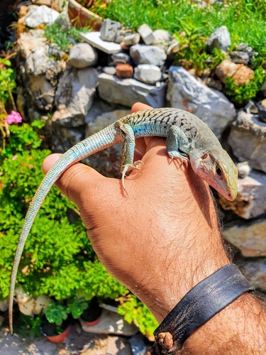 Western Mexico Whiptail