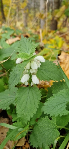 White deadnettle