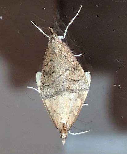 Celery Leaftier Moth