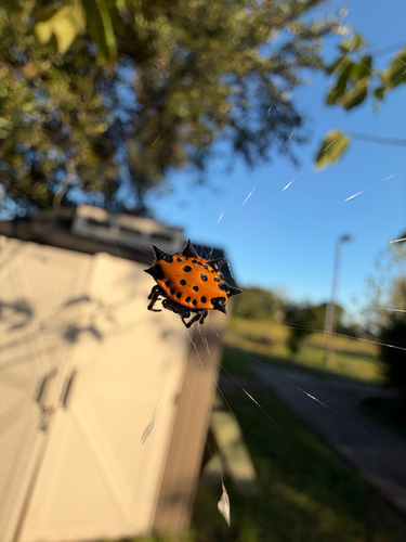 Spinybacked Orbweaver